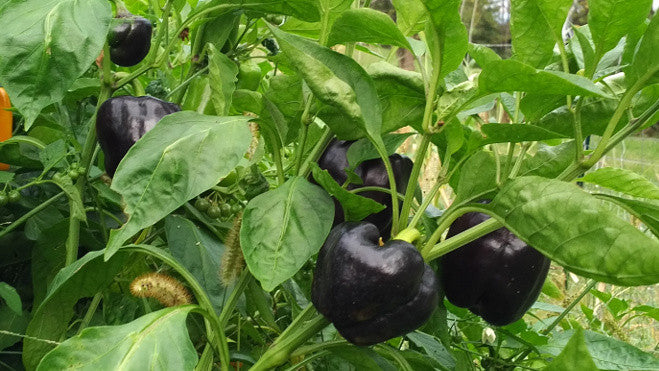 high phytonutrient peppers